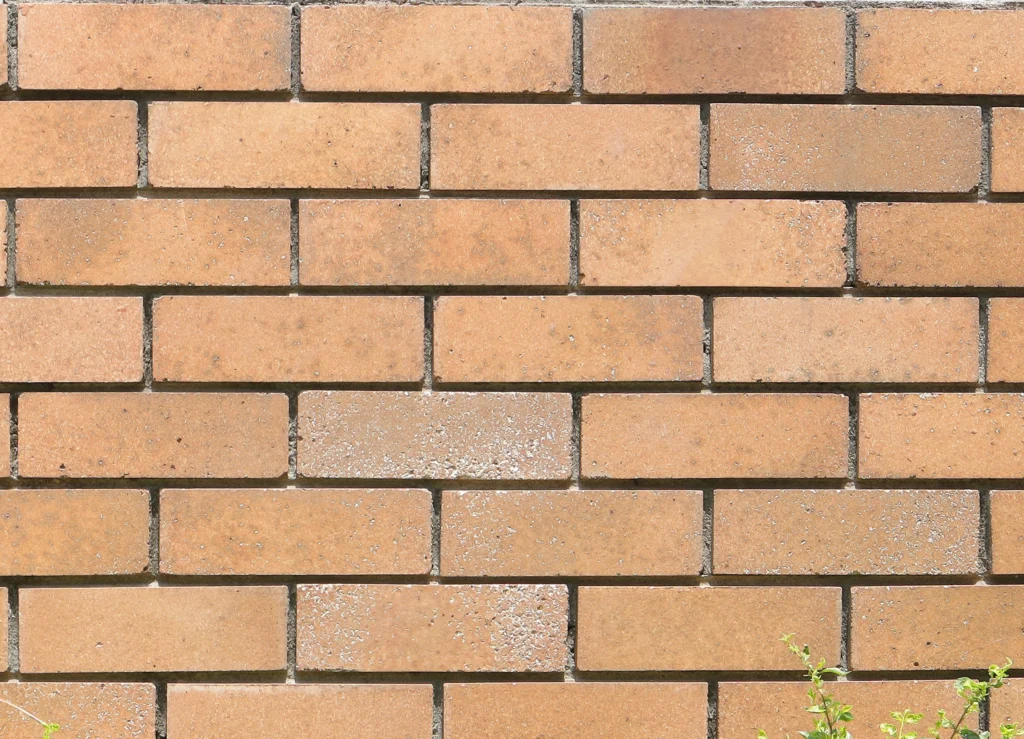 Red Oak – [Cream]