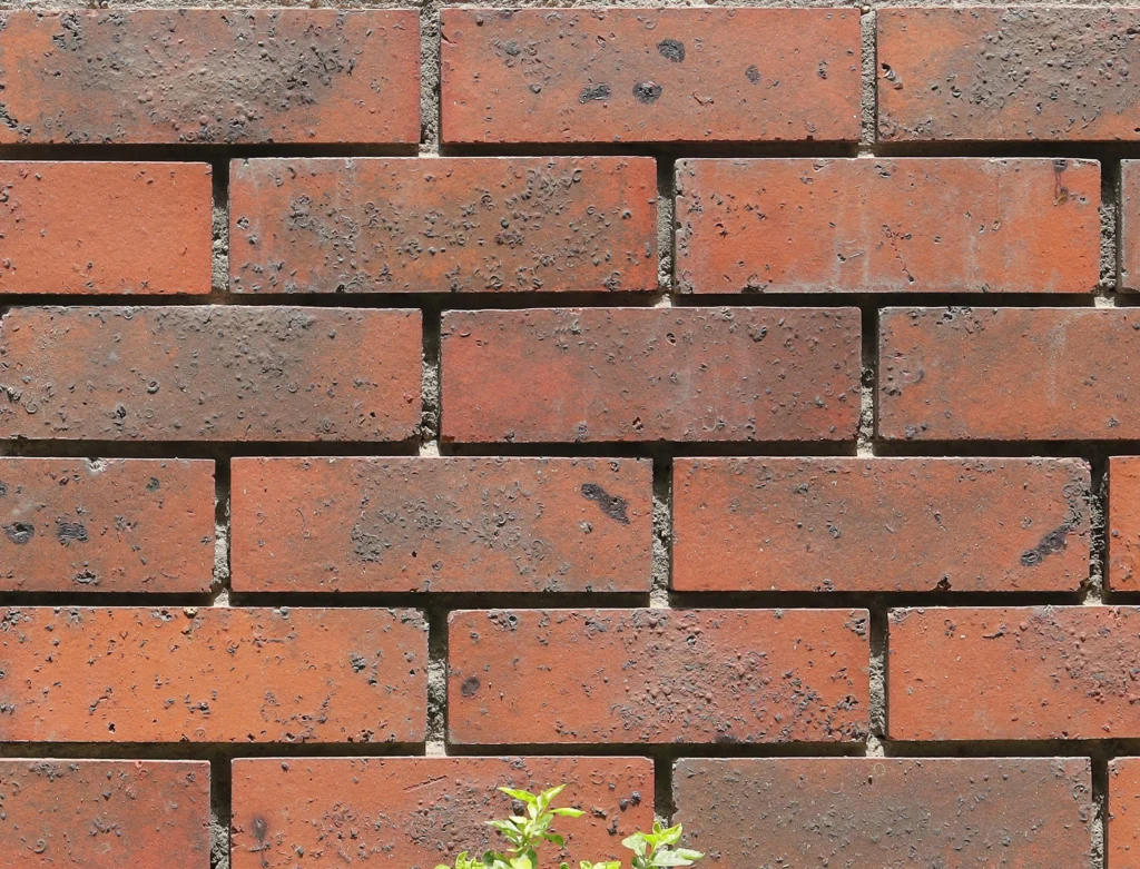 Red Oak – [Vintage 3]